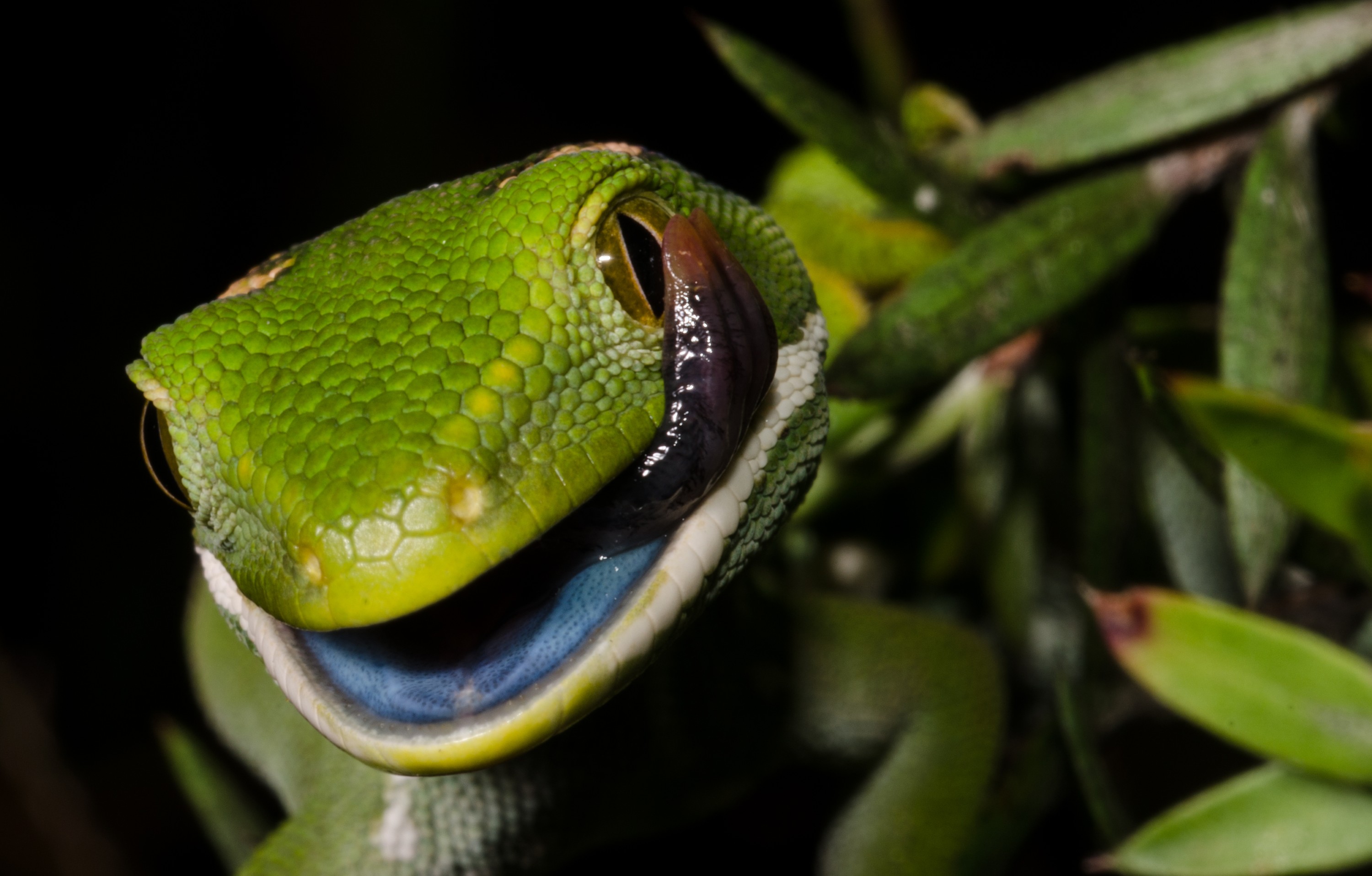 DSC_5570 – Auckland, green, gecko, Naultinus, elegans, elegans, home, lizard, Crispin, reptiles, amphibians, rare, cold, blood, new, new zealand, zealand, nz